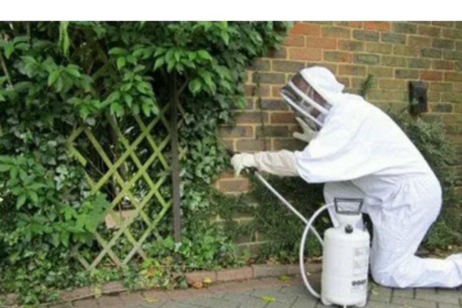 Common Pest Problems in Spring and How to Fix Them