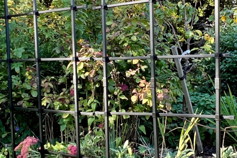 wrought iron trellis for climbing plants guide