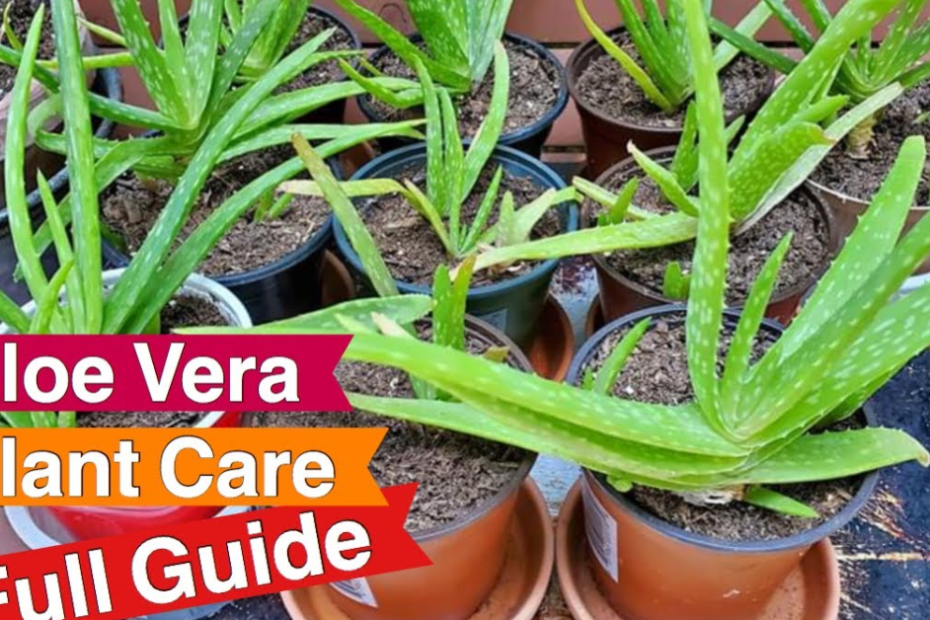 Aloe Plant Pot Guide: Best Pots, Size & Drainage Tips